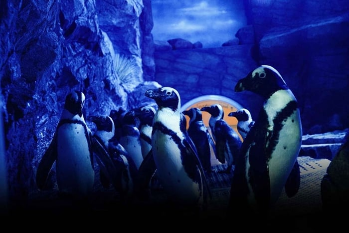 マスカット：オマーン水族館入場券