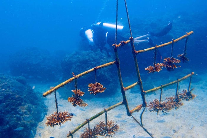 Spiaggia di Qantab: Scopri l'esperienza delle immersioni subacquee