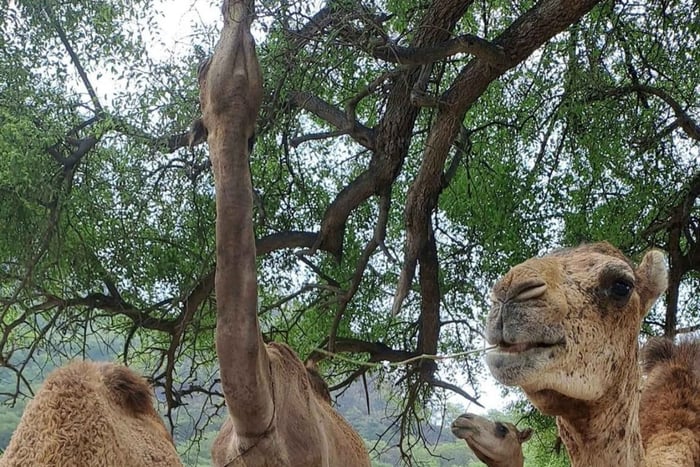 Salalahs höjdpunkter: Wadi Darbat, Taqah-grottan och Baobab-tur