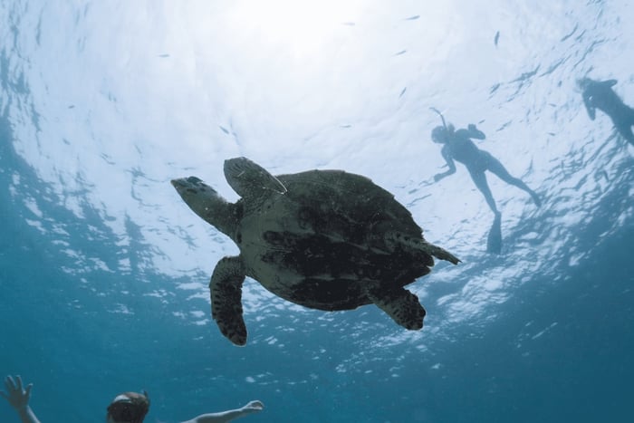 Salalah Underwater: Discover Mirbat's Snorkeling Paradise