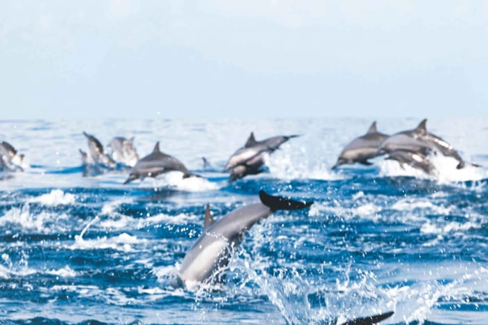 Muscat: Delfinbeobachtung und Schnorcheln Tour