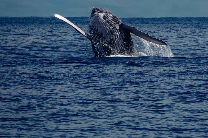 Panama City: Opplev den beste hvalsafarien i Las Perlas