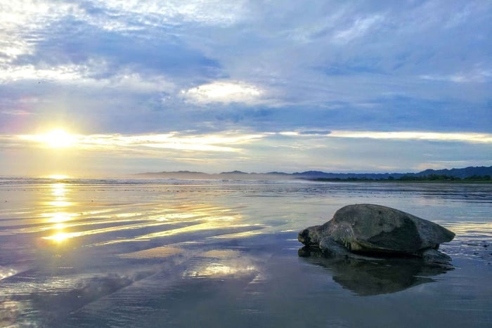 Skildpaddeaftentur i Isla Cañas