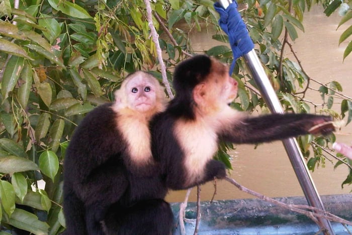 Visite de l'île aux singes et du village indien
