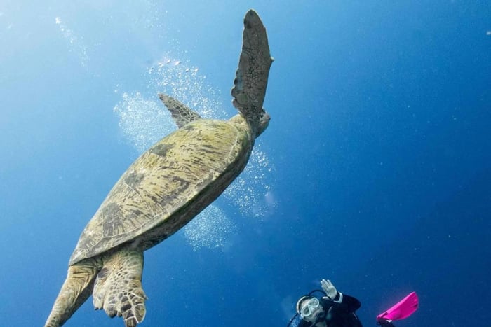 Discover Scuba Diving Experience with Instructor