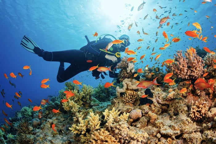 Da Pattaya: Snorkeling o immersioni subacquee per principianti