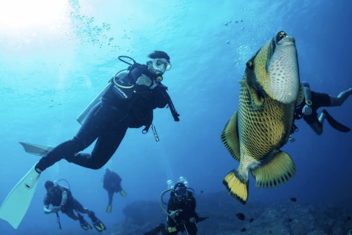 Fun dives in Pattaya and Samaesarn with transfer