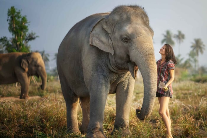 Pattaya: Elefant djungelreservat utfodring erfarenhet