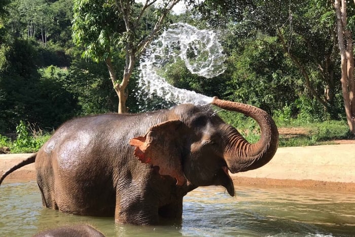 Pattaya: Interaktywna wycieczka do etycznego sanktuarium słoni