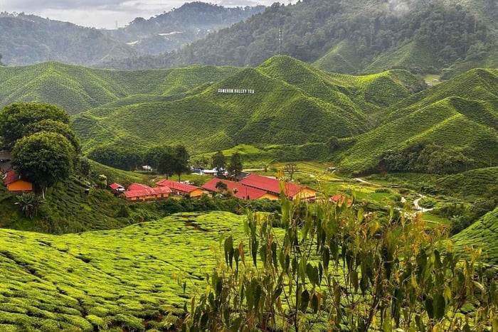 Z Penang: Cameron Highlands – prywatna wycieczka z noclegiem