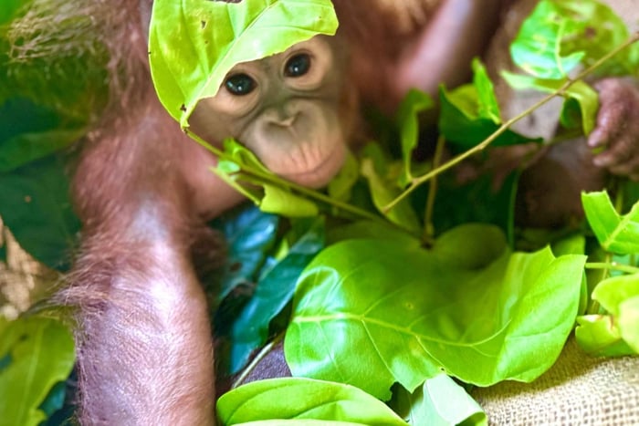 Ab Orang Utan Island Tour mit Bootsfahrt