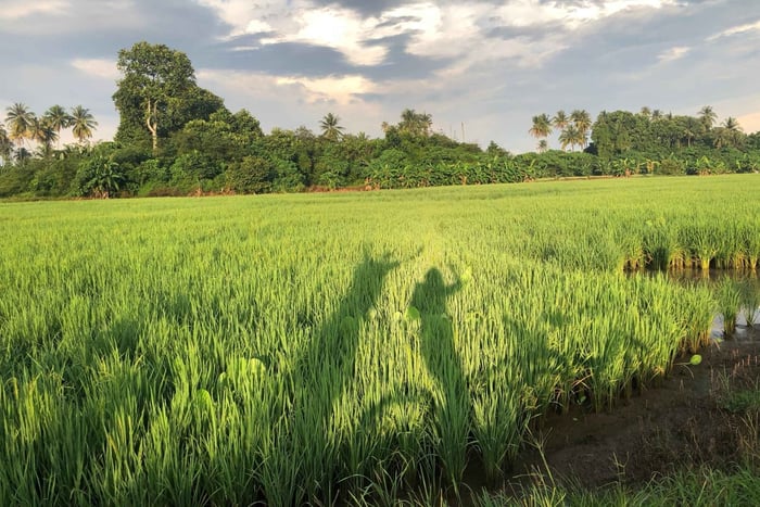 George Town: Balik Pulau Countryside Morning Cycling Tour