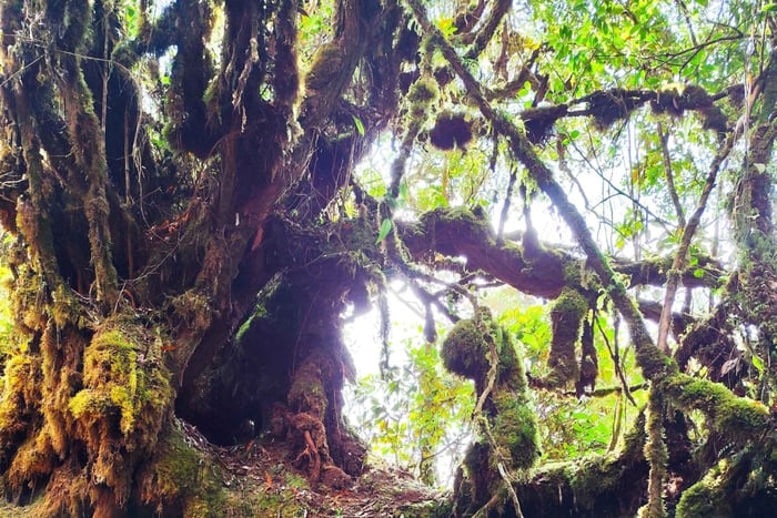 Privat guidet tur i Mossy Forest og transport i Malaysia