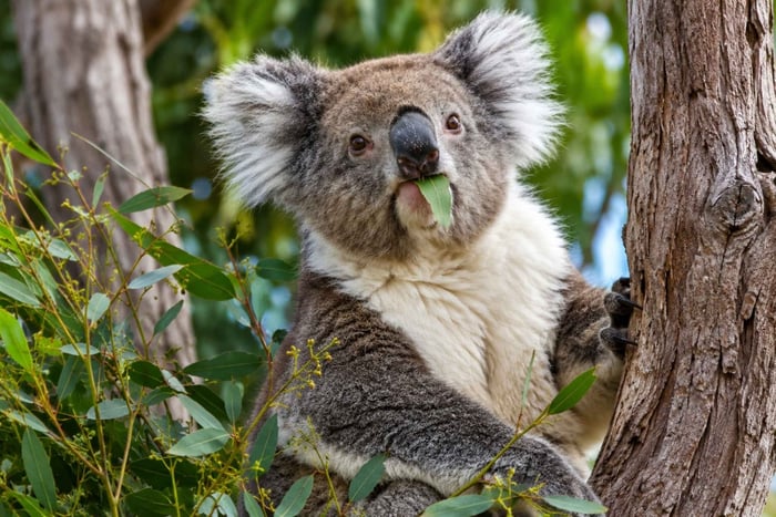 Vanuit dagtour Koala, Lancelin en Pinnacles Desert