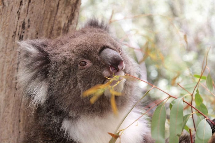 From Perth - Swan Valley Wine Tasting & Wildlife Park Tour