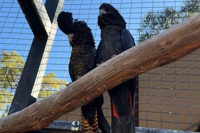 Perth : visite du centre de conservation des cacatoès noirs de Kaarakin et randonnée