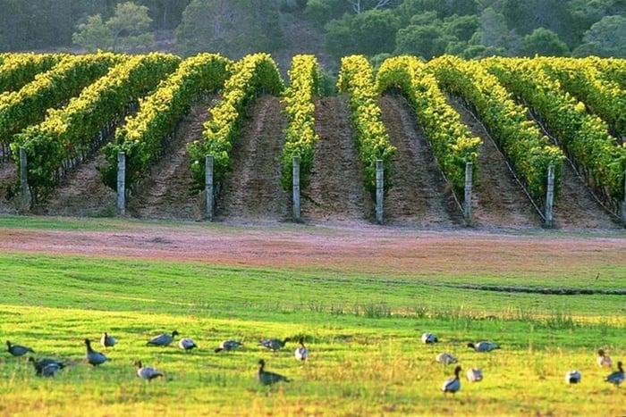 Viagem de 1 dia a Margaret River, Chocolate, Vinho e Costa a partir de Perth