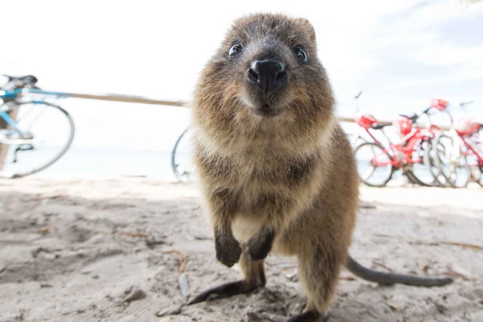 Perth: retourticket veerboot Rottnest Island