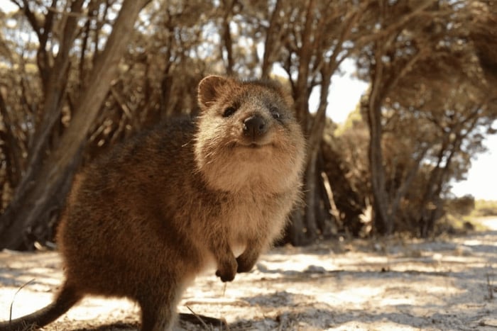 Voo Turístico para a Ilha de Rottnest com Visita de Meio Dia