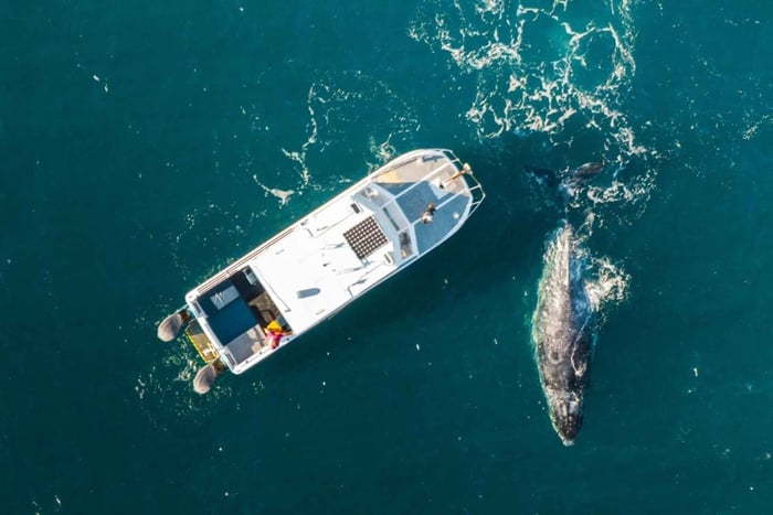 Shark Bay: Naturskøn hvalsafari og havdyrelivstur