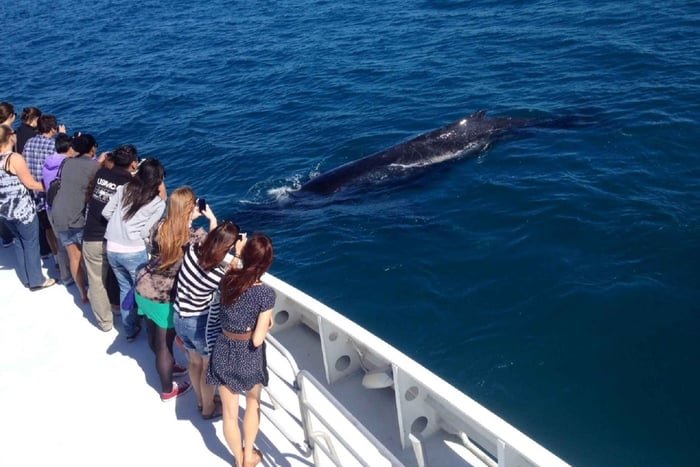 cruise om walvissen te spotten vanuit Hillarys Boat Harbour