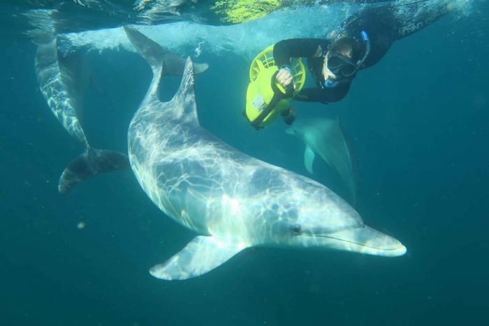 Swim with Wild Dolphins Tour