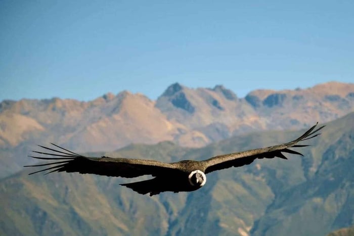 2-dages tur til Colca-kløften i Arequipa med afslutning i Puno