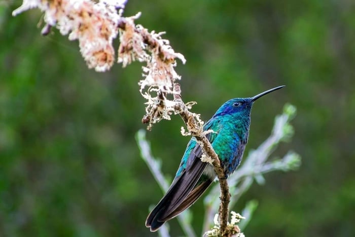 2-in-1 Cusco Sightseeing Tour: Wildlife and Hummingbird Watching in Their Habitat