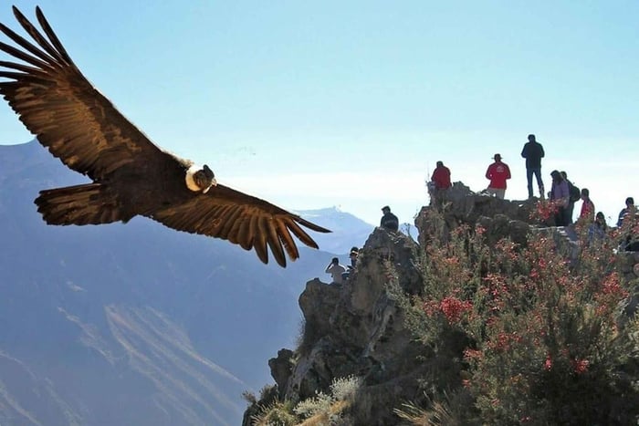 Arequipa: 2-tägige Colca Canyon Classic Tour zurück nach Arequipa