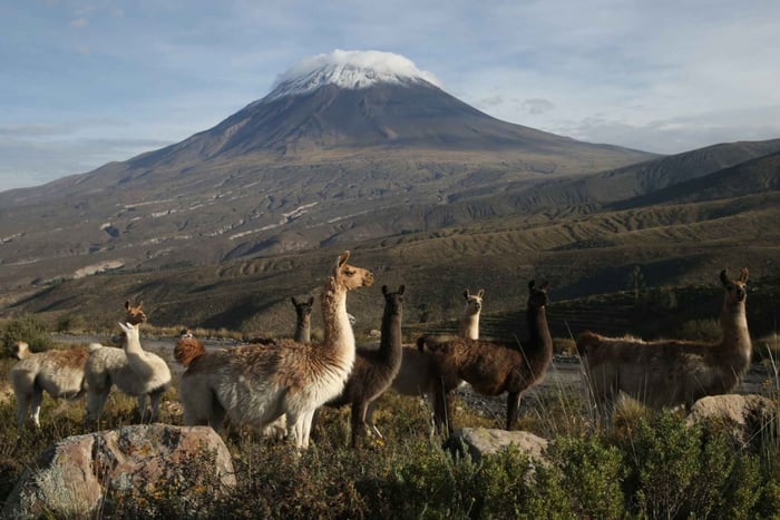 Arequipa: tour di Salinas e Aguada Blanca con lezione di cioccolato