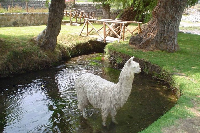 Arequipa: Sightseeing Tour of the Molino de Sabandía and the Andenes de Paucarpata