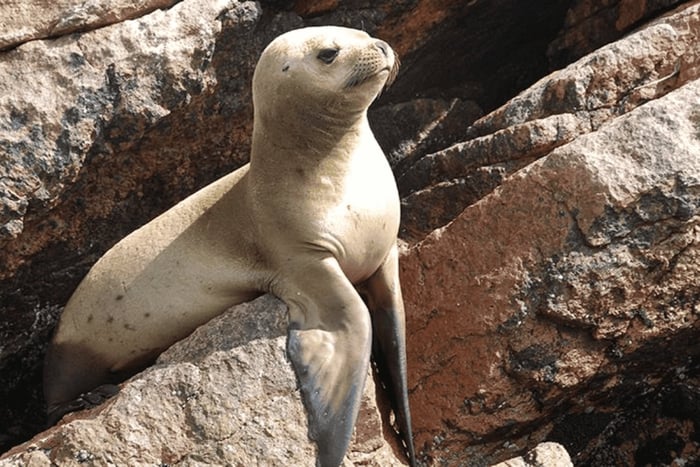 Ballestas Islands & Paracas National Reserve from Paracas