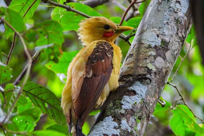 Birdwatching excursion 1.5 hours Tambopata Corridor
