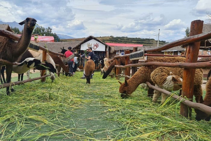 Cusco: Experience with llamas and alpacas plus weaving workshop