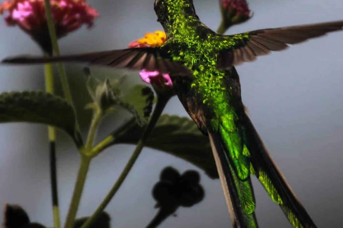 Cusco: Huacarpay Wetlands Birdwatching Tour with Guide
