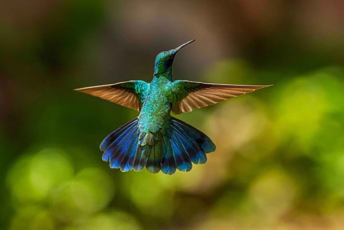 Cusco: Hummingbird Sanctuary Tour — 30+ Bird Species
