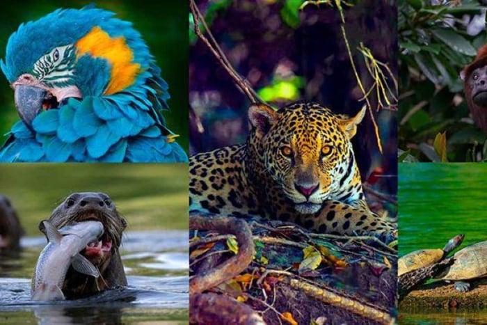 Cusco: Manu National Park 5-Day Jungle Wildlife Tour