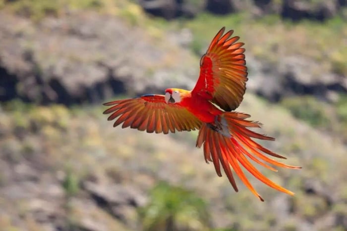Excursion from Cusco to Puerto Maldonado and Tambopata 4d,3n