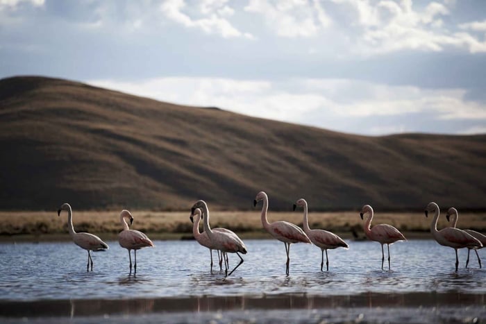 Excursão: Lagoa e Reserva Nacional de Salinas e Aguada Blanca em Arequipa.