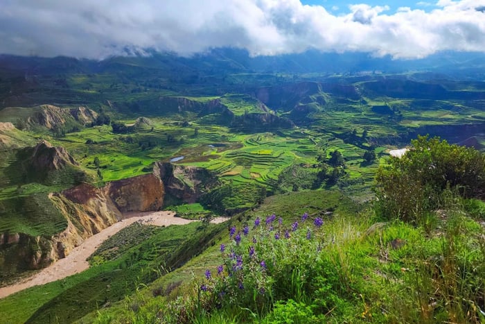 From Arequipa: 2-Day Tour to Colca Canyon ending in Puno