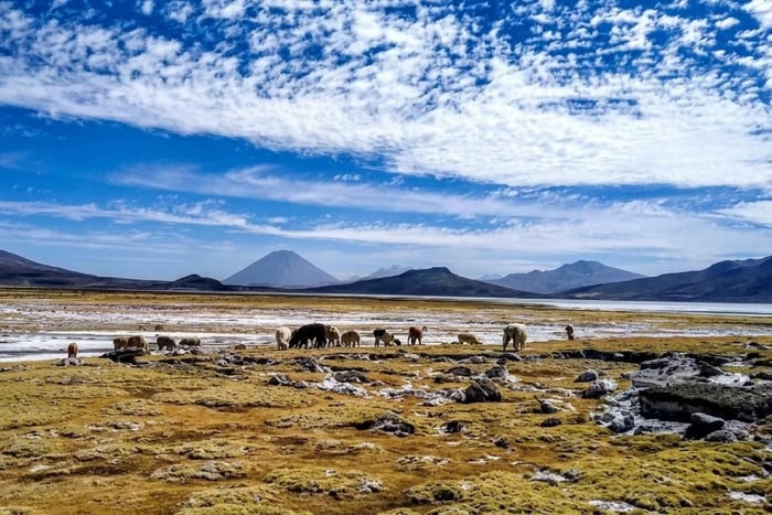 From Arequipa: Salinas and Aguada Blanca Reserve Day Trip
