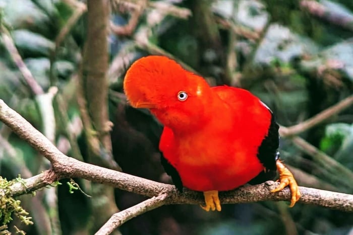 From Cusco: 3-Day Manu Amazon Tour with Lodges & Meals