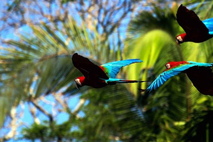 From Cusco: Manu National Park 4 days and Lodge With Meals