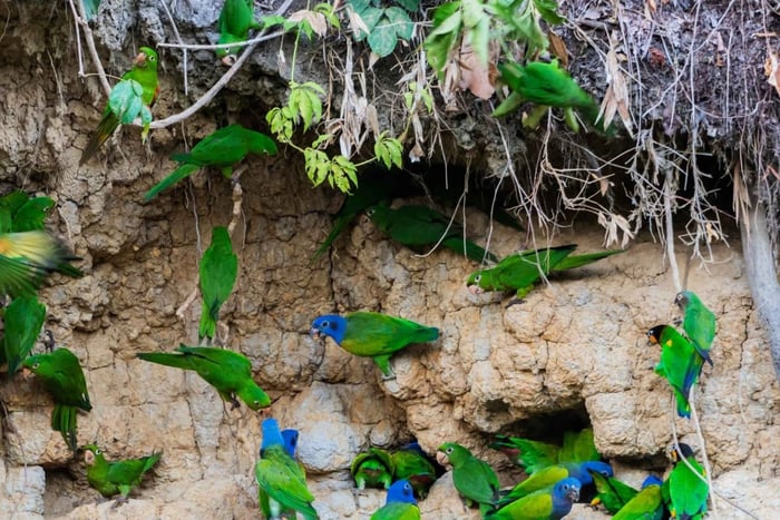 From Cusco: Manu Park 3-Day Ecotourism and Adventure
