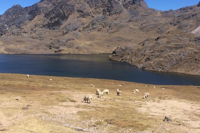 From Cusco or Sacred Valley: Lares Trail Run & Hot Springs