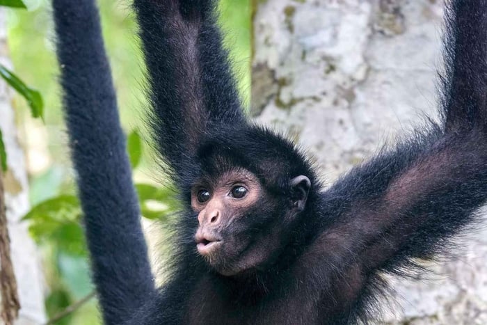 From Iquitos || Excursion to the Monkey Island Full Day ||