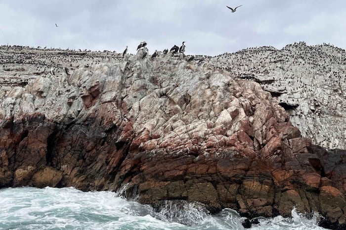 From Paracas: Islas Blancas Sightseeing Tour by Boat with Marine Fauna Viewing