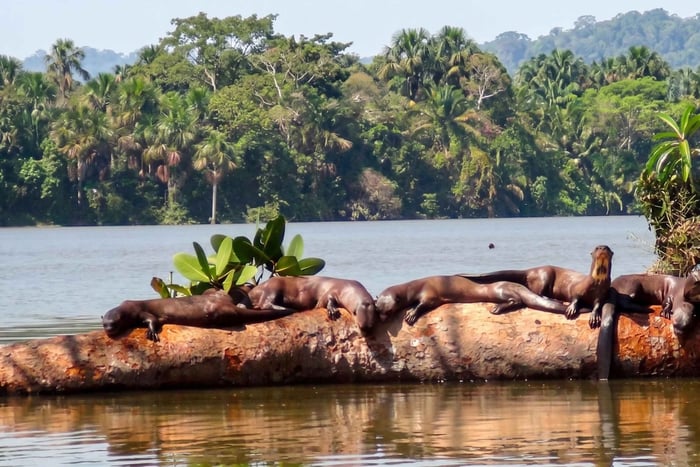 From Puerto Maldonado: Explore the Sandoval Lake in a day