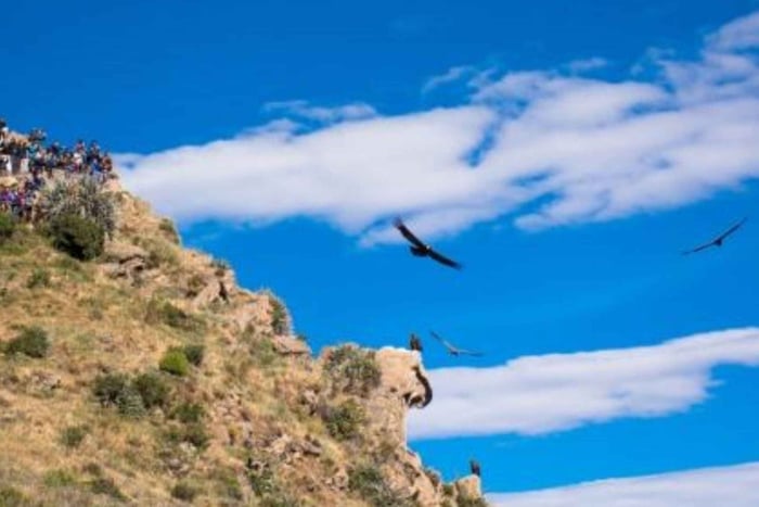 From Puno: Colca Valley Tour 2 days ending in Arequipa