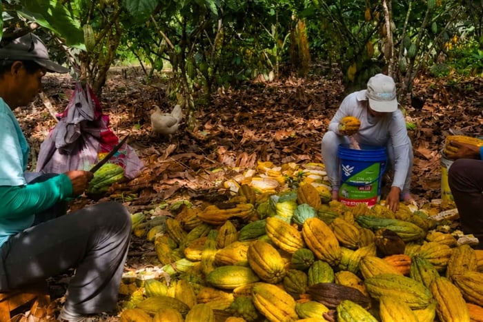 Huayopata: Full-Day Cacao Experience from Cusco